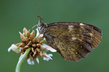 花朵上的棕蝴蝶昆虫天线蒸汽花粉翅膀枝条衬套头发荒野弯曲图片