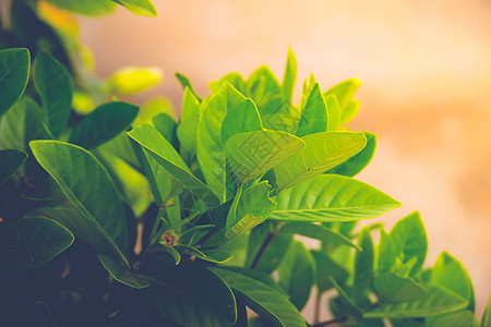 绿色的树叶文化植物群园艺植物农业生活植物人发芽幼苗生态图片