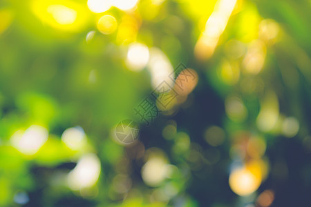 抽象的自然模糊背景 无焦点叶 bokeh叶子火花微光植物群太阳辉光植物圆圈生态辉煌图片