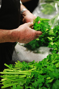 新鲜草药香菜绿色香草烹饪叶子厨师厨房食物图片