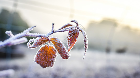 冰盖着叶子 说明冬天即将来临冷藏阳光灌木丛晴天冻结冷却涂层农场寒冷寒意图片
