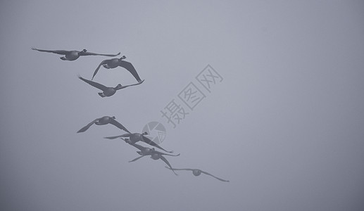 加拿大大雾中的肥鹅荒野寒意游泳林地鸟类团体海滩鹅群喇叭飞行图片