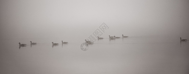 加拿大大雾中的肥鹅团体飞行寒意寒冷鹅群鸟类游泳林地国家海滩图片