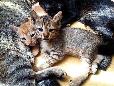 泰国小猫猫咪毛皮婴儿哺乳动物背景图片