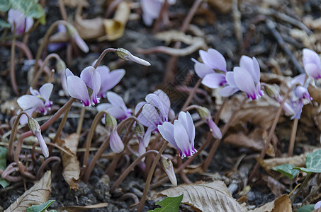 公园野生环球花朵的玫瑰盛开仙客绿色植物红色荒野叶子图片