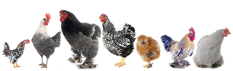 鸡肉类家禽母鸡女性动物农场团体公鸡农业工作室图片