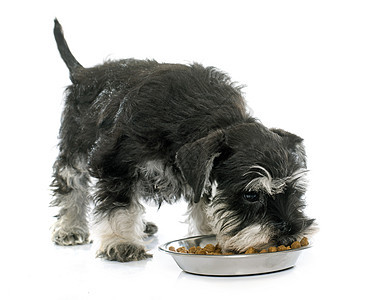 吃小狗 迷你Schnauter食物动物食品宠物黑色白色工作室图片