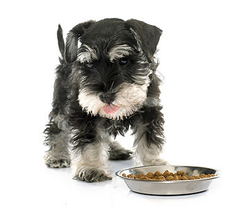 吃小狗 迷你Schnauter动物宠物白色食品工作室黑色食物图片