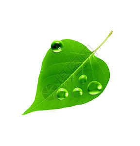 绿叶和水滴季节环境生活方式喜悦区系空气绿色森林植物生活图片