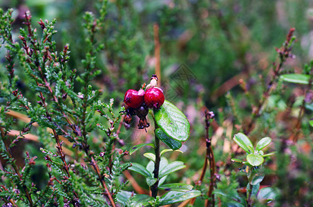 Cowberry 成熟林莓草丛 有选择的重点荒野红色草本药品牛痘季节叶子衬套枝条森林图片