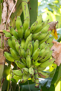 树上的香蕉植物食物森林丛林气候叶子农业农场生长水果图片