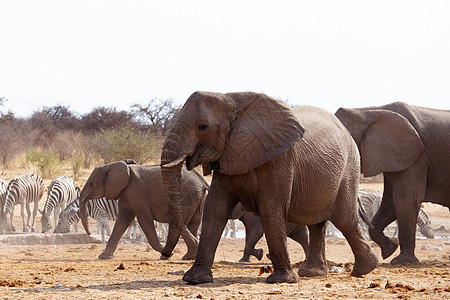 非洲大象聚集在水坑里国家法力耳朵公园成人衬套野生动物动物大草原荒野图片
