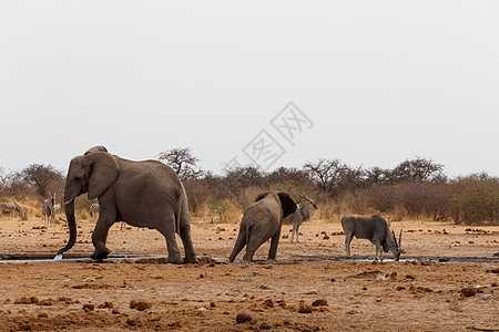 非洲大象在水坑里荒野男性野生动物动物国家公园耳朵法力衬套哺乳动物图片