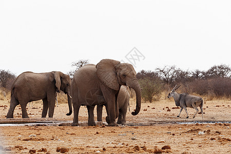 非洲大象在水坑里野生动物大草原男性哺乳动物荒野衬套动物法力耳朵成人图片