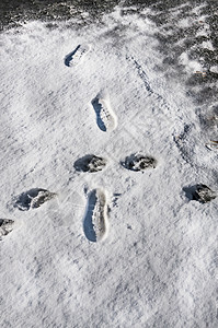 雪人脚足迹图片