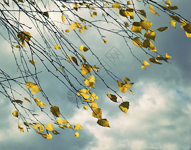 秋天还生着黄白叶图片