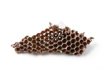 黄蜂巢蜂窝宏观昆虫动物幼虫六边形住宅图片