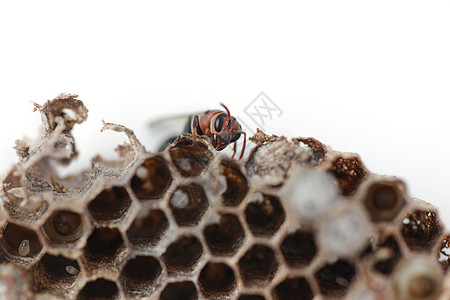 黄蜂巢六边形宏观住宅幼虫昆虫动物蜂窝图片