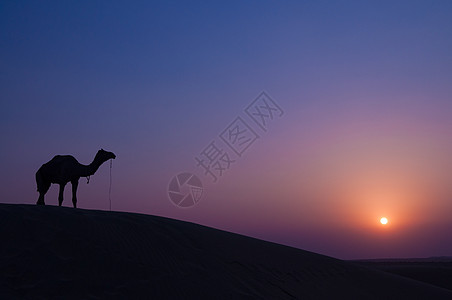 骆驼和景观图片