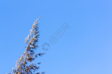 雪松松树冠云杉树环境季节松树植物生长自然现象晴天森林荒野图片