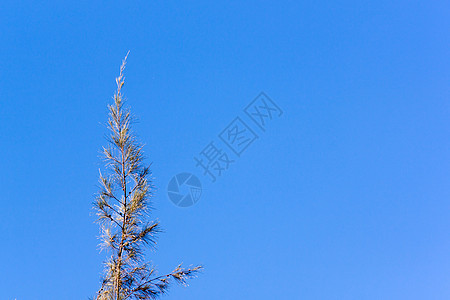 雪松松树冠天空环境森林阳光风景晴天蓝色树干荒野植物学图片