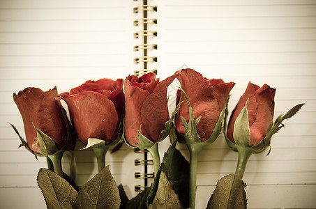 古代风格 -红玫瑰花图片
