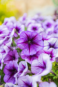 紫色花纹缝合绿色生长花朵温室植物幼苗植物学花园叶子图片