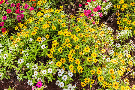 盛开的花朵植物花园绿色植物学粉色温室叶子生长幼苗图片