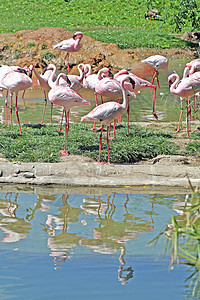 火烈鸟动物园团体翅膀公园荒野池塘动物热带反射水禽图片