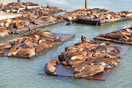 密封封缝动物狮子浮桥动物群旅游旅行团体海豹足类码头图片