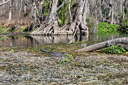 沼泽的鳄鱼猎人热带野生动物爬虫动物苔藓植物游泳公园危险图片