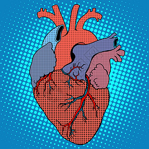 人类心解剖倒退风格图片