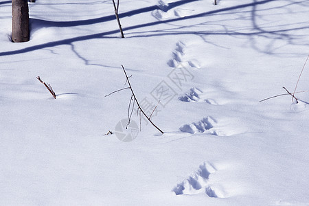 雪中动物足迹路线途径野生动物脚印野兔爪子痕迹踪迹烙印冻结图片