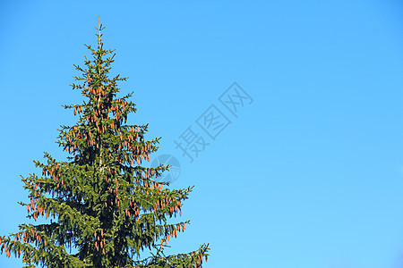 带锥形的 Fir 树蓝色植物绿色锥体季节天空松树云杉晴天针叶图片