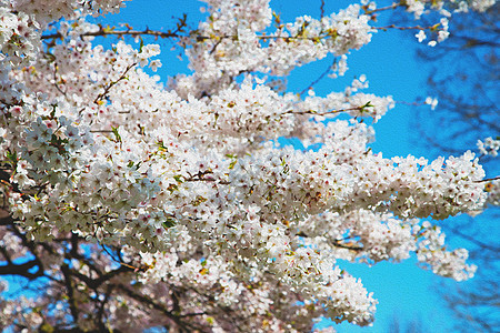 在隆登公园 白树和花朵自然开花宏观花瓣园艺池塘公园水果叶子花园植物群摄影图片