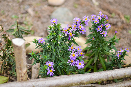 美丽的紫苑花紫丁香野花花朵高山叶子草地花束花瓣宏观花园图片