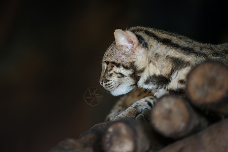 豹猫动物群荒野野生动物毛皮黑色野猫食肉哺乳动物动物图片