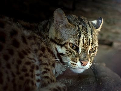 豹猫毛皮荒野哺乳动物野生动物野猫动物黑色食肉动物群图片