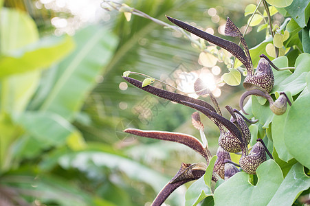 亚里士多洛奇亚林恩斯瓦尔花园热带管道情调叶子异国烟斗植物学植物绿色图片