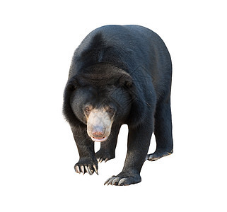 孤立的太阳胡子太阳熊荒野爪子野生动物黑色毛皮白色捕食者动物马来人图片