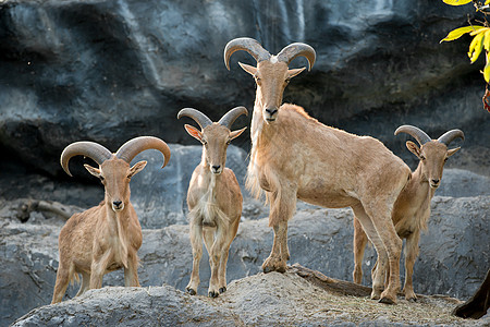 粗绵羊动物群环境荒野毛皮棕色石头喇叭野生动物乡村动物园图片