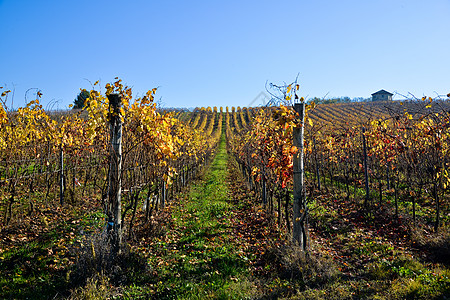 与Barbera一起在意大利奥尔特雷普帕维斯种植的葡萄园爬坡酒果栽培国家成长日落农场农村场地太阳图片