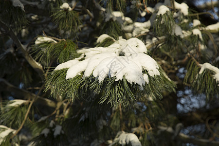 雪中覆盖的松树绿色白色植物群背景图片