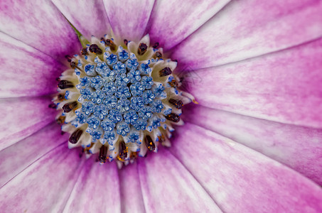 粉粉紫色非洲黛西花园粉色展示花头骨质子雏菊花瓣生长菊花宏观图片