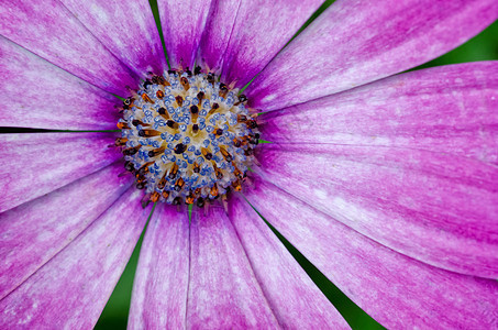 粉粉紫色非洲黛西菊花花园骨质子粉色雏菊展示花瓣生长宏观植物图片