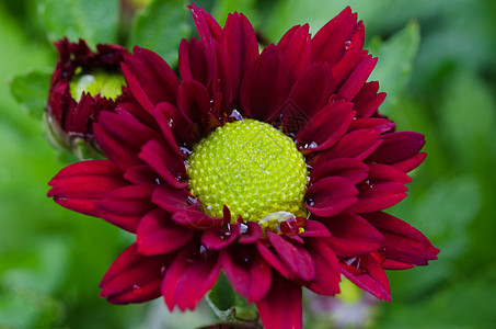 充满活力的乳香菊花快乐美丽植物群植物花朵花瓣雏菊栗色花束花园图片