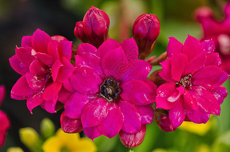 紫色 Kalanchoe  稀释剂植物学肉质活力园艺植物群花园美丽绿色花瓣宏观图片