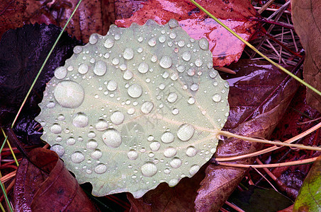 秋天落叶 有水滴环境季节叶子树木雨滴悲伤森林地面生活情绪图片