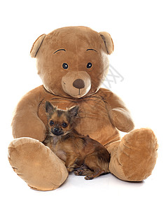小狗吉娃娃和泰迪熊图片