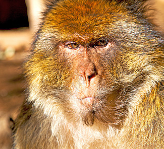 非洲摩洛哥的老猴子和邻近的天然本底动物群哺乳动物公园动物园熊座生物国家生态丛林灵长类橙子图片